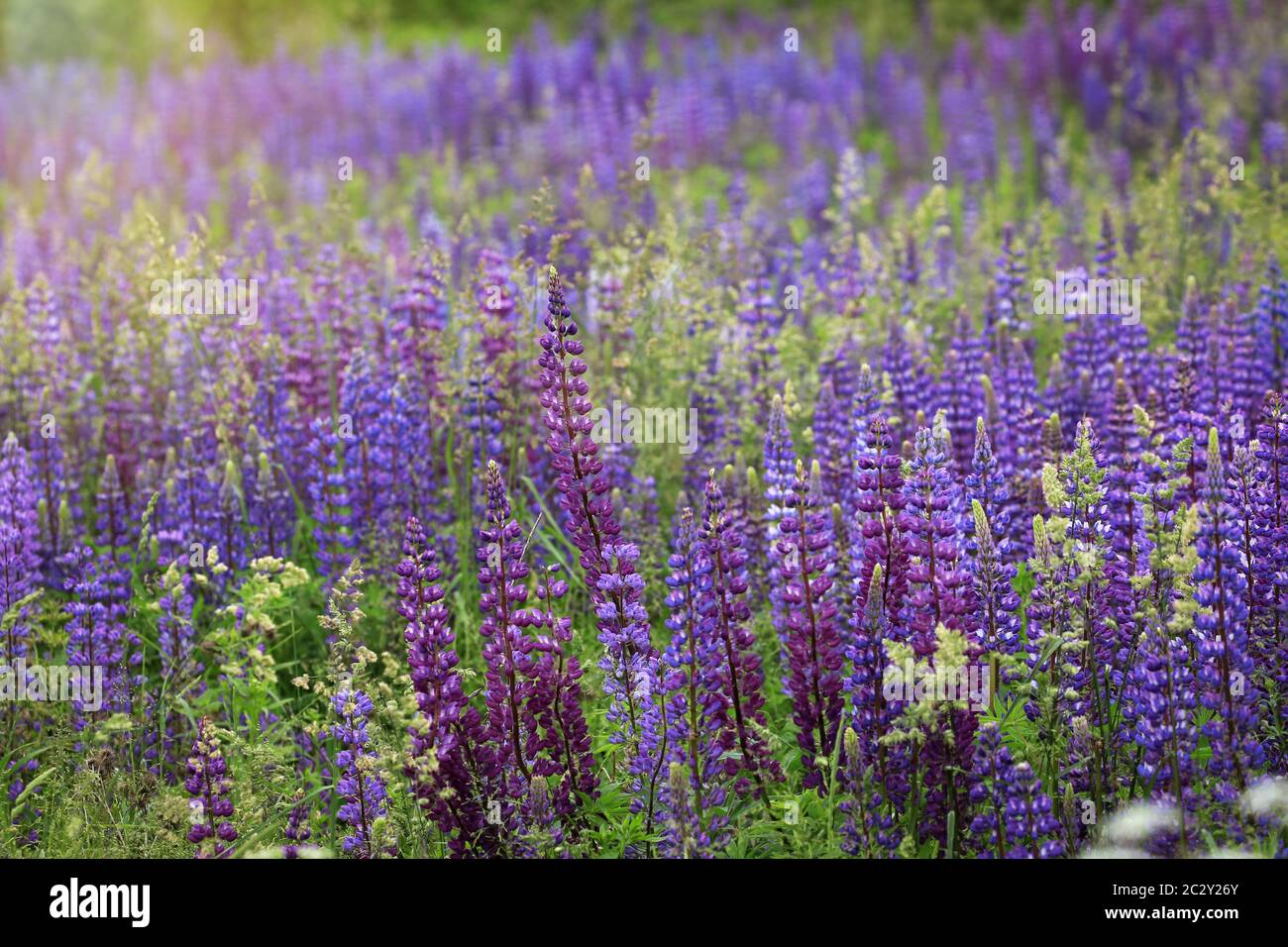 Meadow of Lupines Stock Photo