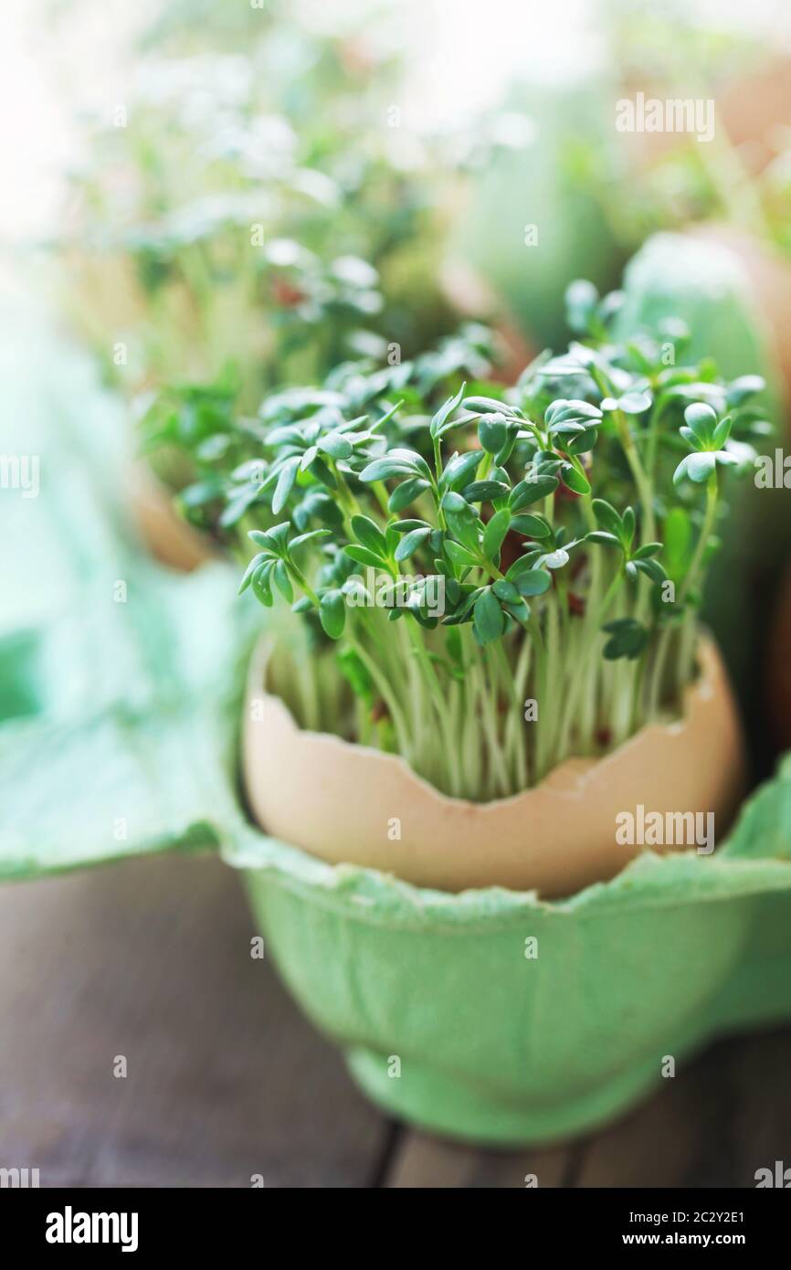 Garden Cress Stock Photo