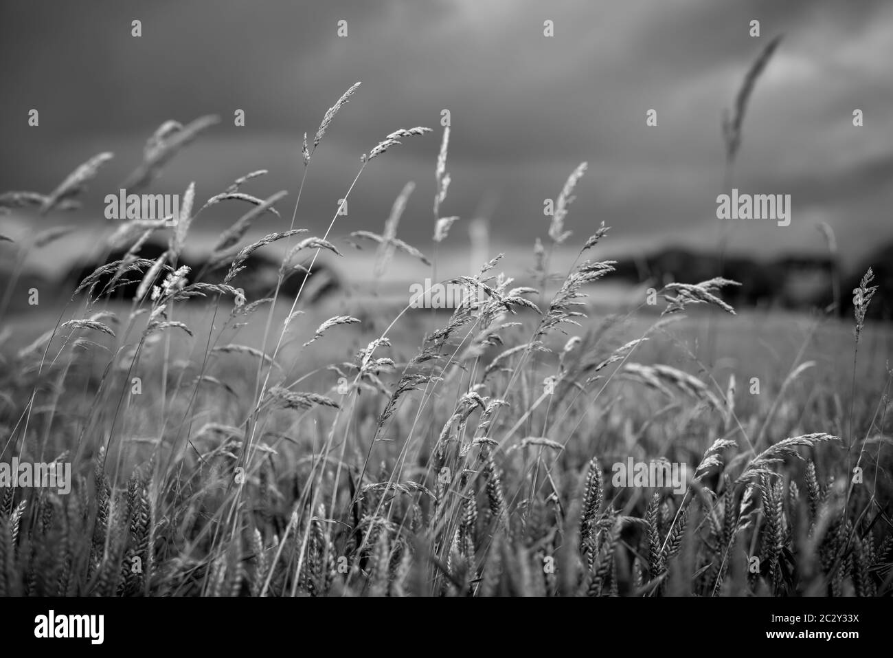 Tall grass ecosystem Black and White Stock Photos & Images - Alamy