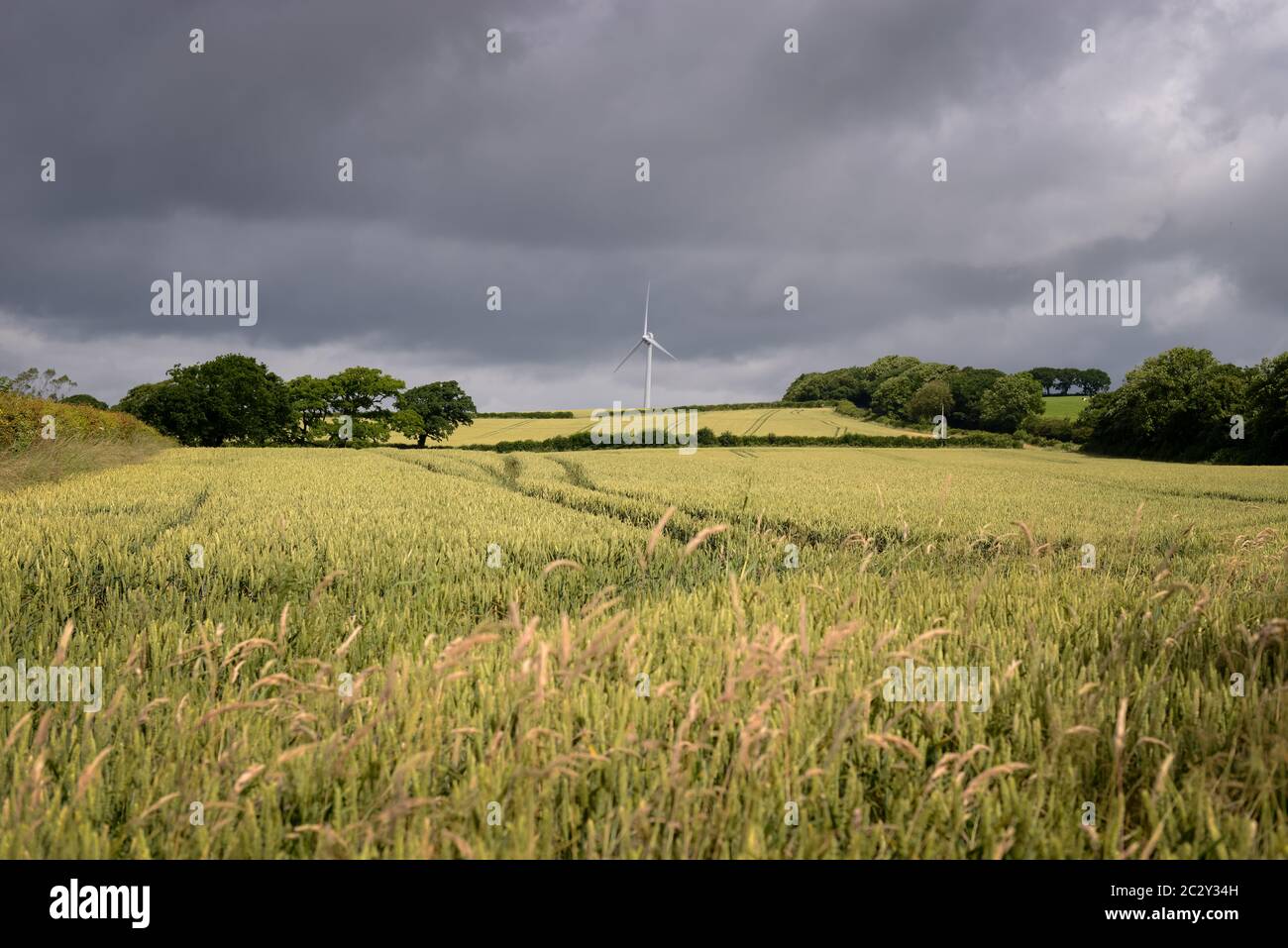 Wind Turbine, Devon, UK. Crops growing in a farmers field in front of a