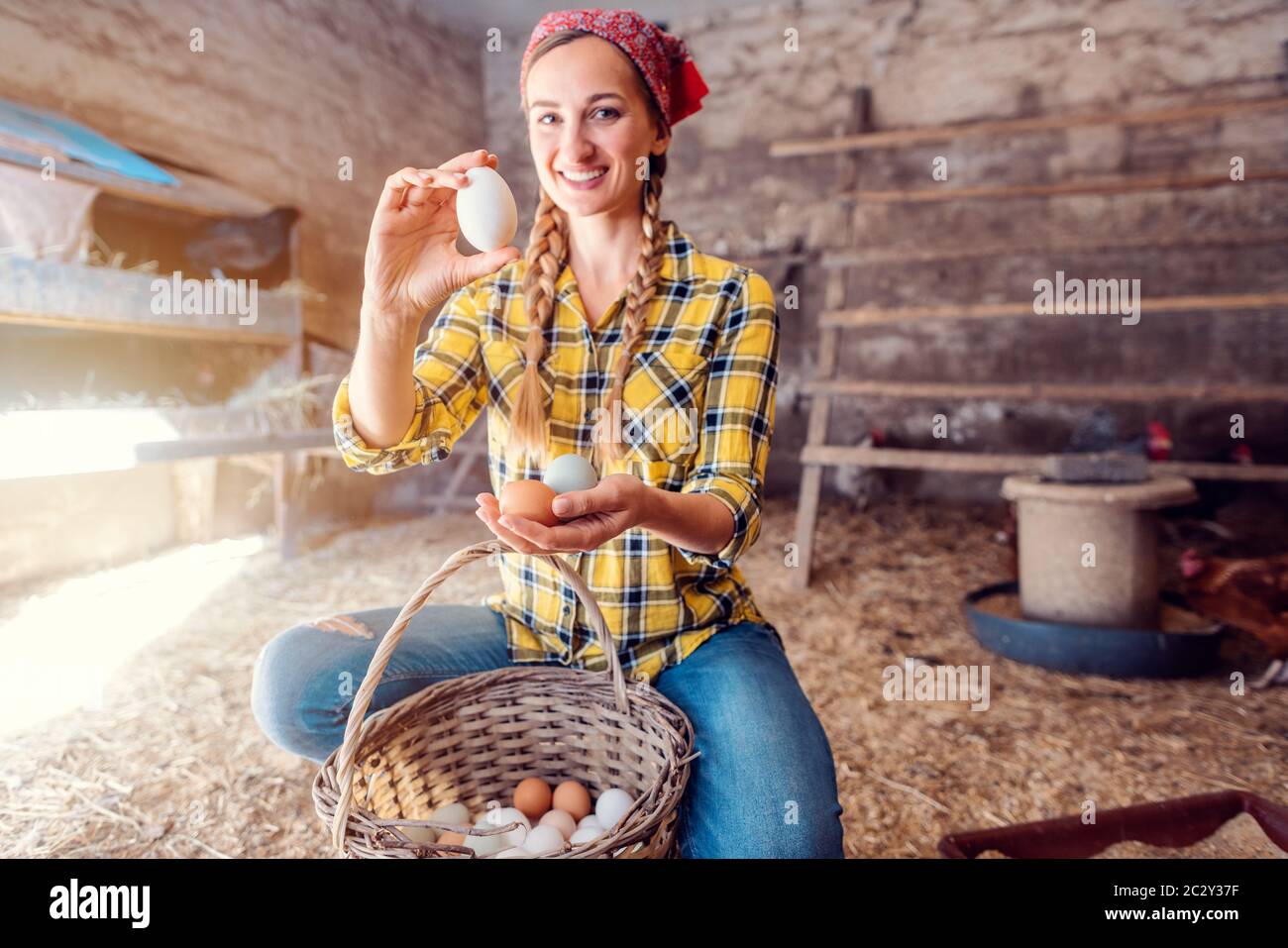 Famer woman collecting organic eggs from her hens in basket Stock Photo