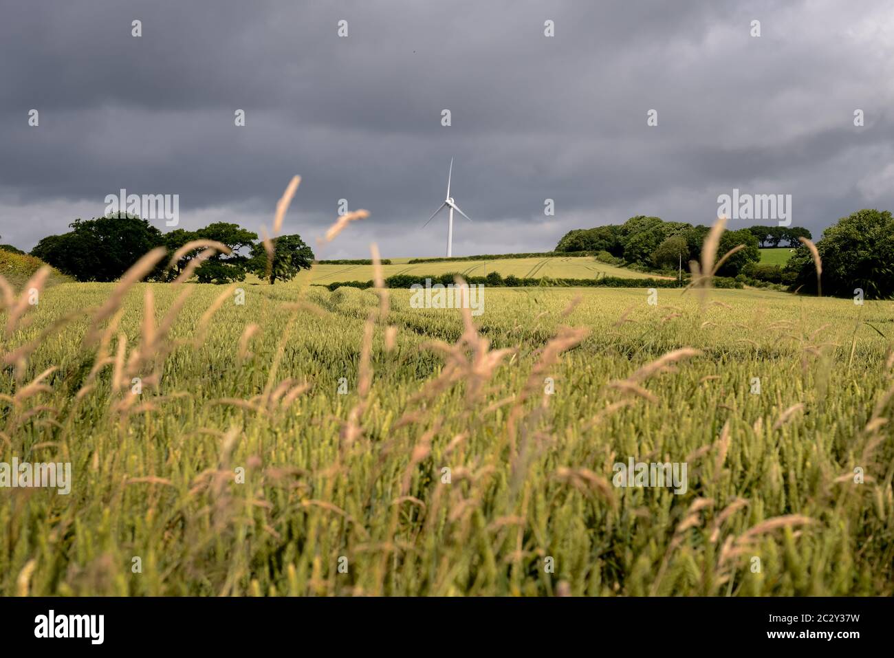 Wind Turbine, Devon, UK. Crops growing in a farmers field in front of a