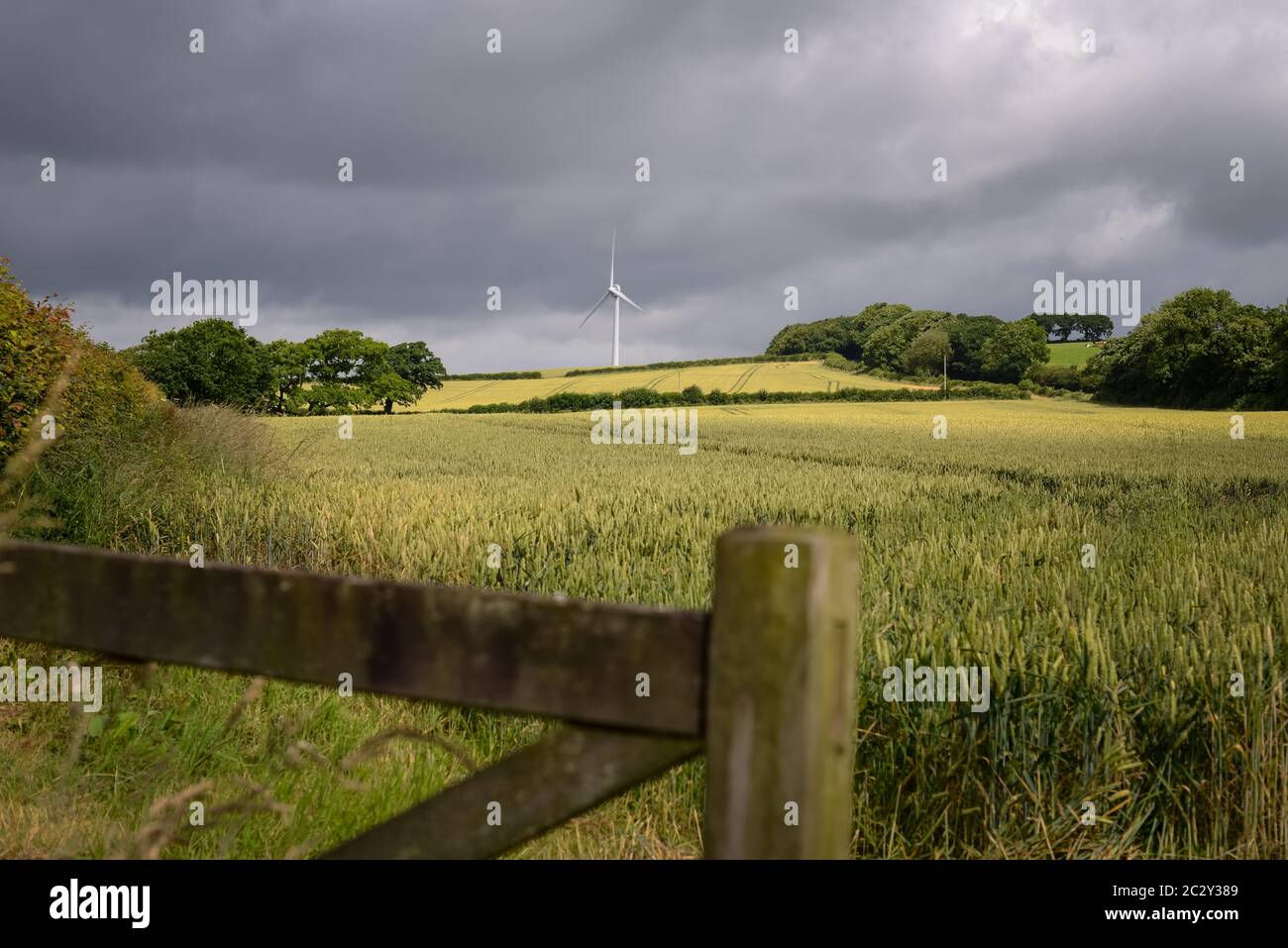 Wind Turbine, Devon, UK. Crops growing in a farmers field in front of a