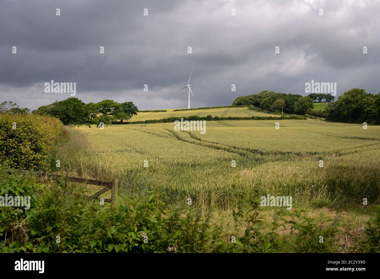 Wind Turbine, Devon, UK. Crops growing in a farmers field in front of a