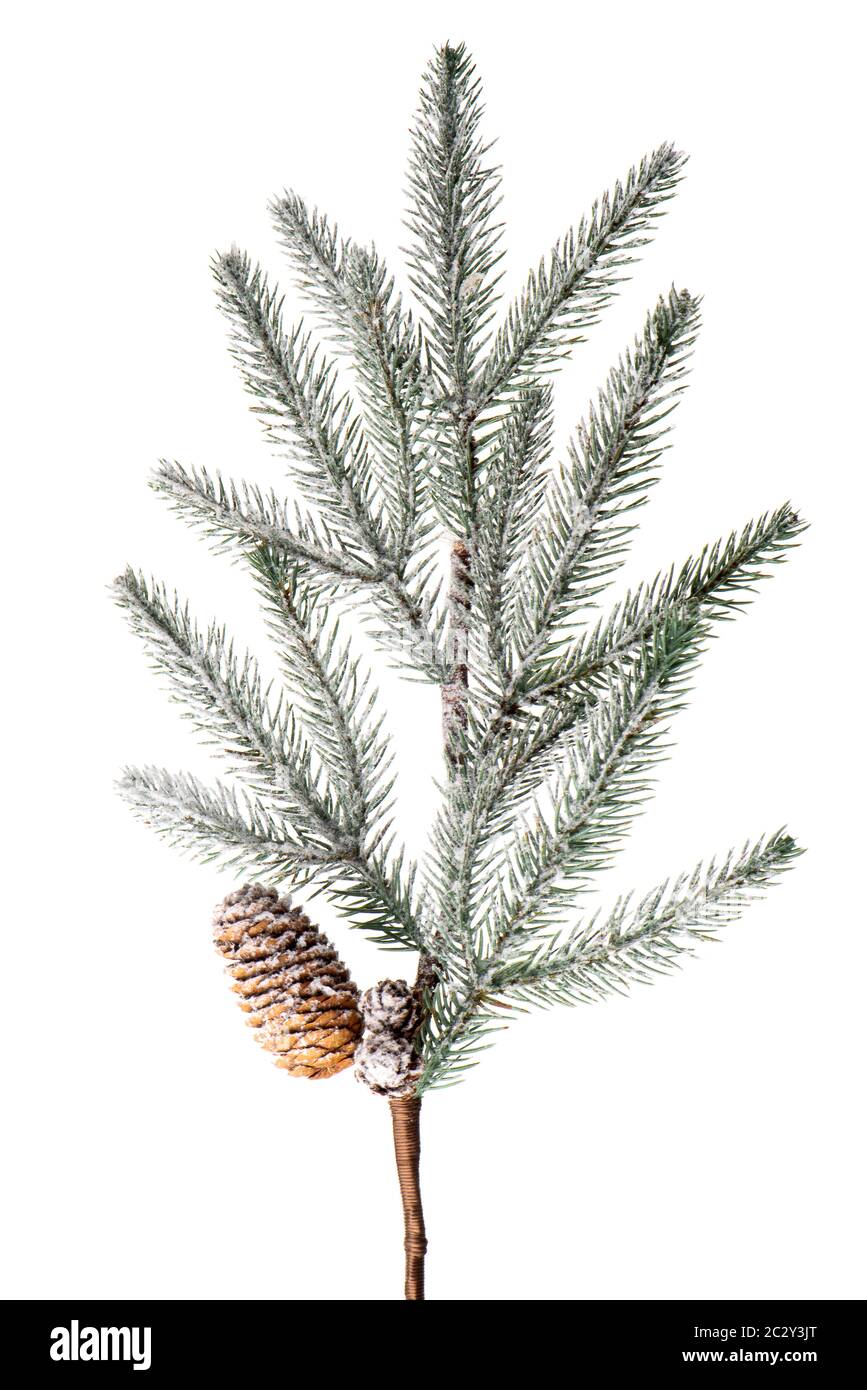 Christmas tree branch isolated on white background Stock Photo - Alamy