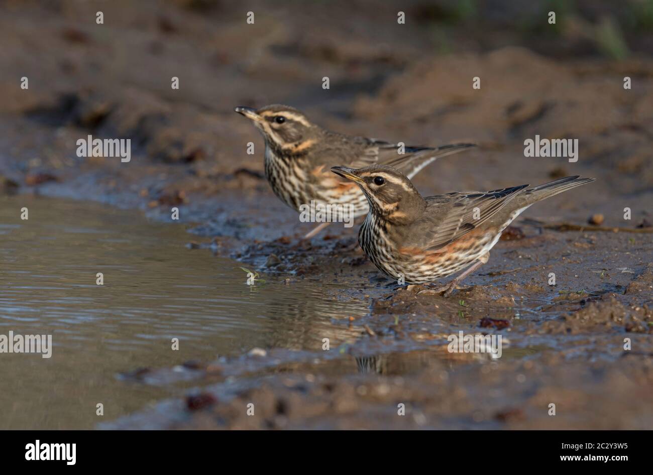 Turdus iliacus Stock Photo