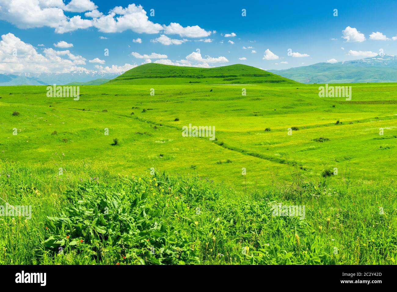 Mountain lawn lush green grass hi-res stock photography and images - Alamy
