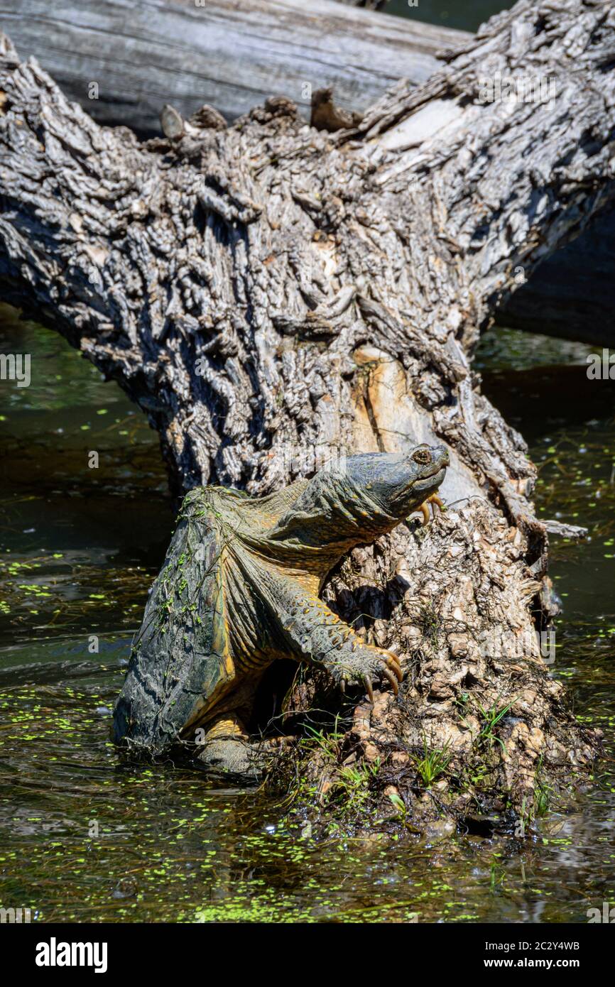 Common Snapping Turtle (Chelydra serpentina) easing itself slowly back into water from basking in morning sunshine, Castle Rock Colorado USA. Stock Photo