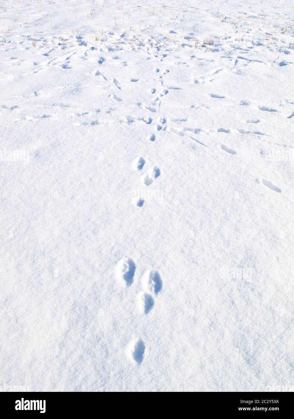 Rabbit tracks in the snow in the sunshine Stock Photo Alamy