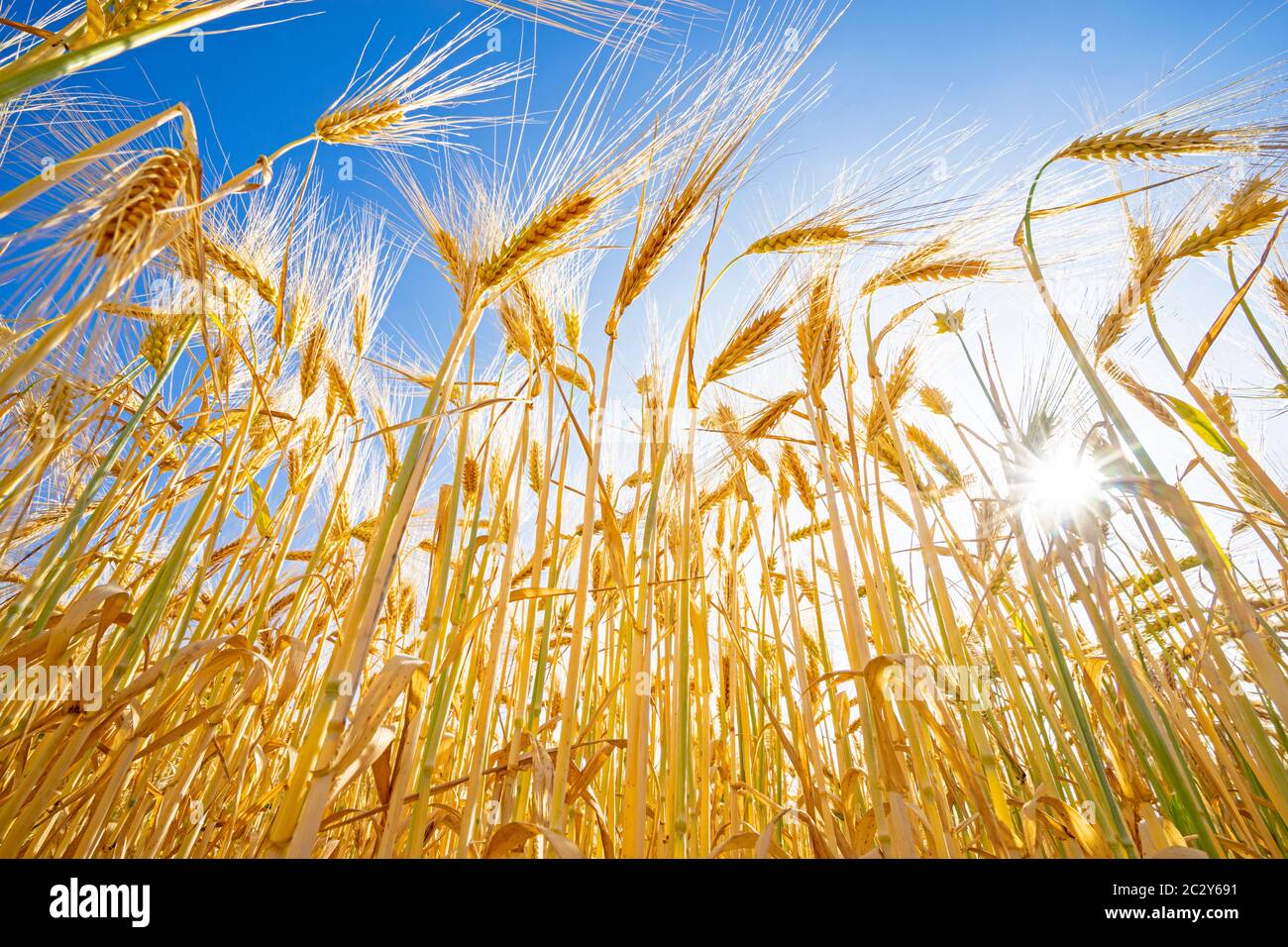 Barley field, Grain field in the sun Stock Photo