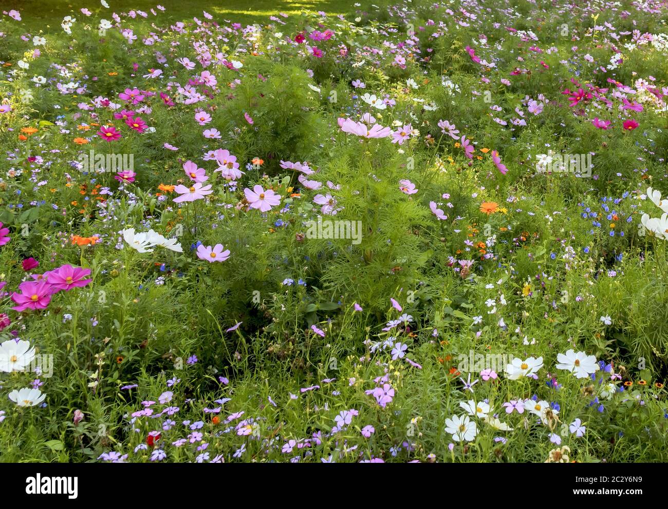 Flower meadow in greenery, August Stock Photo