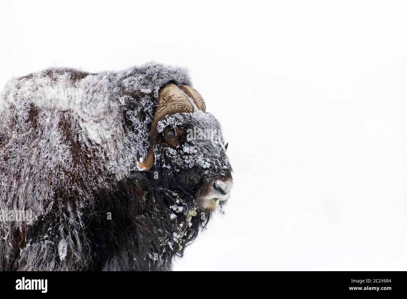 Muskox bull (Ovibos moschatus) close-up portrait of male covered in snow on the tundra in winter, Dovrefjell–Sunndalsfjella National Park, Norway Stock Photo