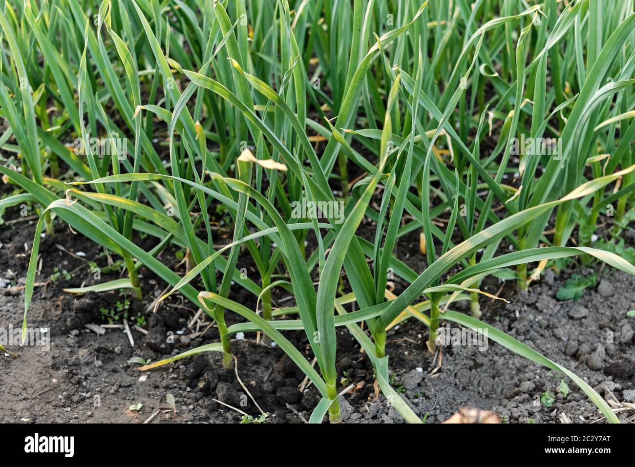 rows of organic onions, garlic and leeks Stock Photo Alamy