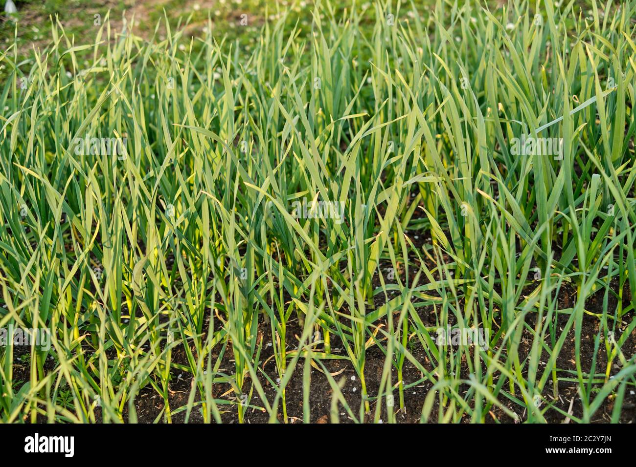 Mid growth onions hi-res stock photography and images - Alamy