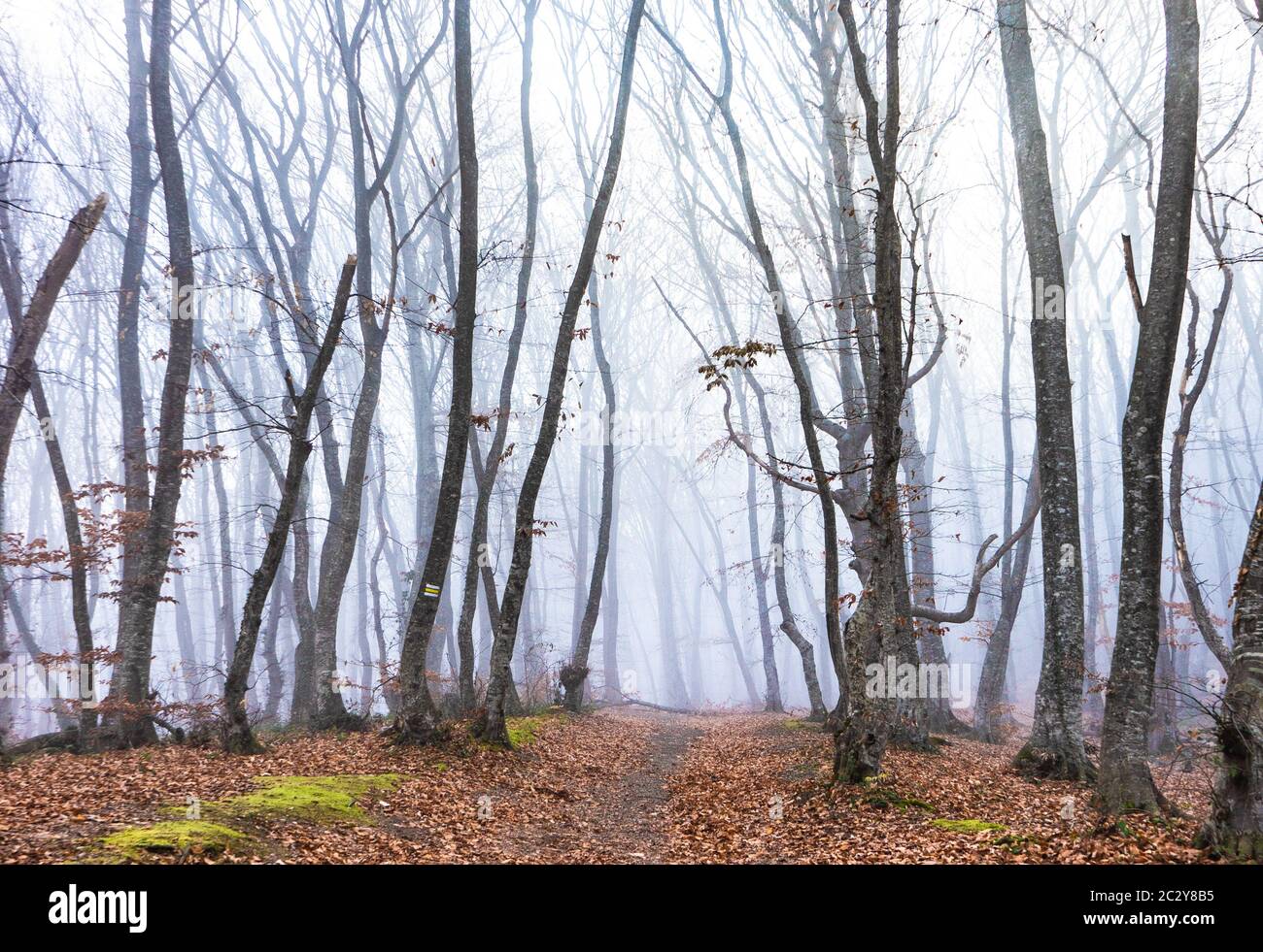 Misty autumnal  forest Stock Photo