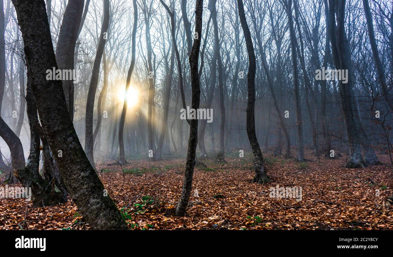 Misty autumnal  forest Stock Photo