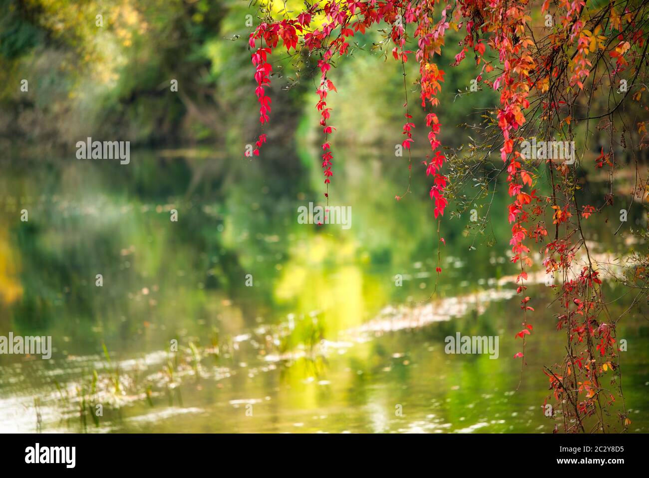Tree with leaves strewn with autumn sun with lake reflection. Strong, vivid color. Stock Photo
