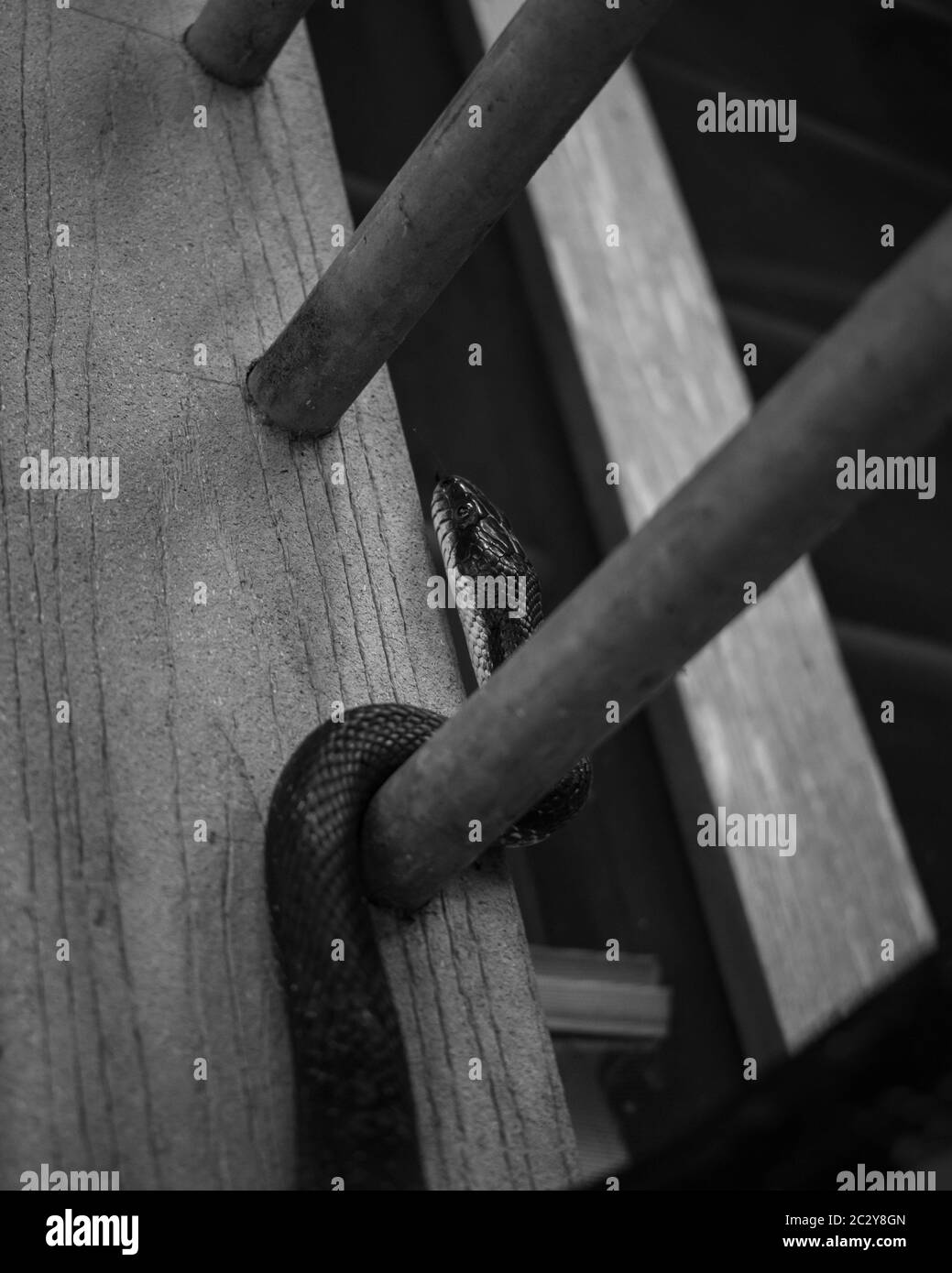 Snake thing Black and White Stock Photos & Images Alamy