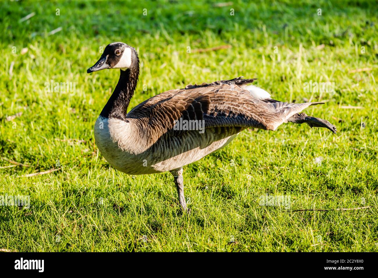 Migrating geese hires stock photography and images Alamy