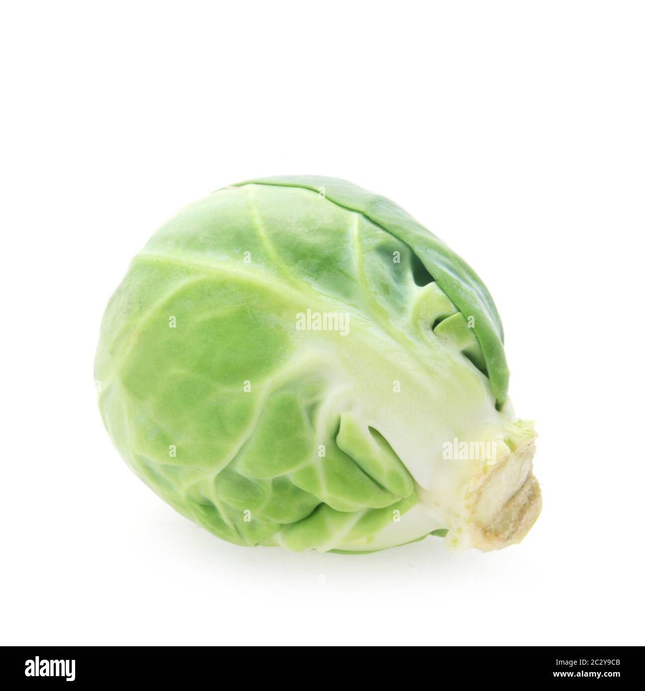 Brussel Sprout Stock Photo