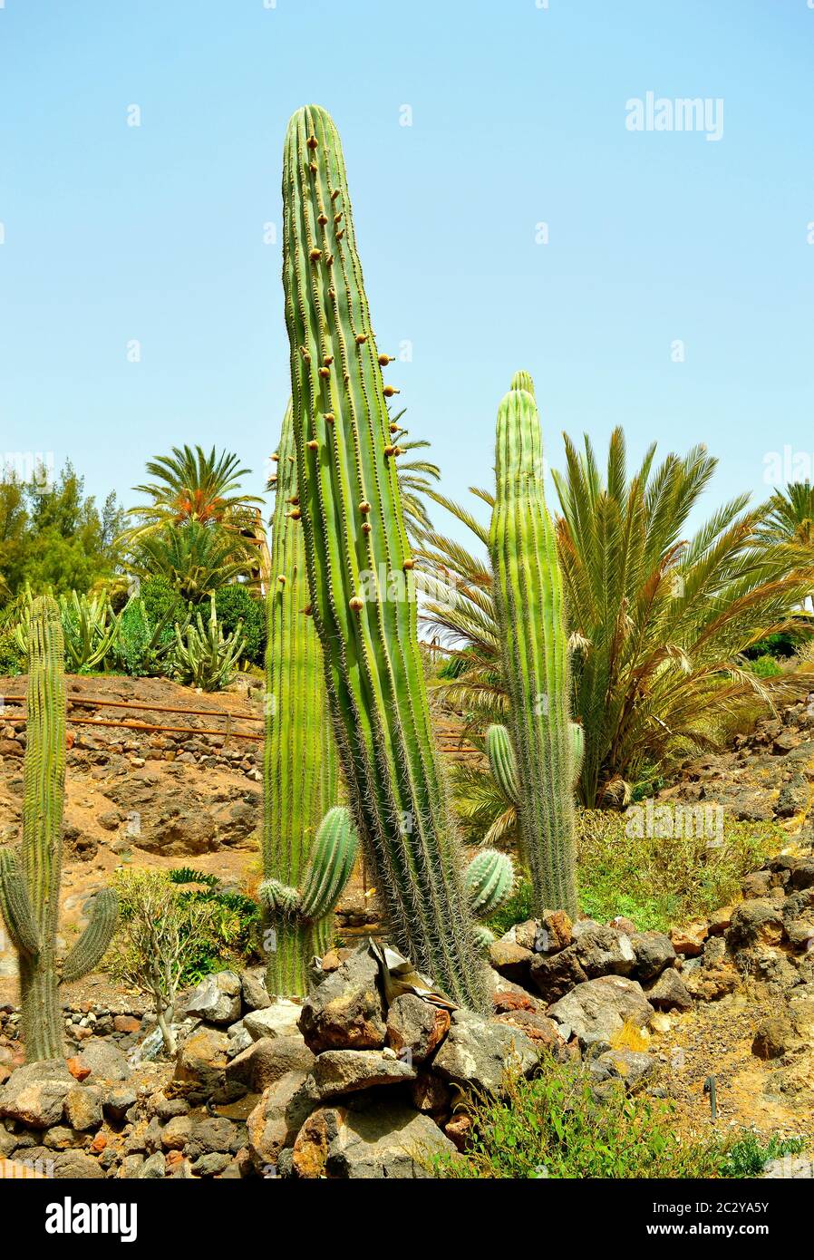 Melocactus ernestii in Fuerteventura cactus gardens, one of the Canary Islands Stock Photo