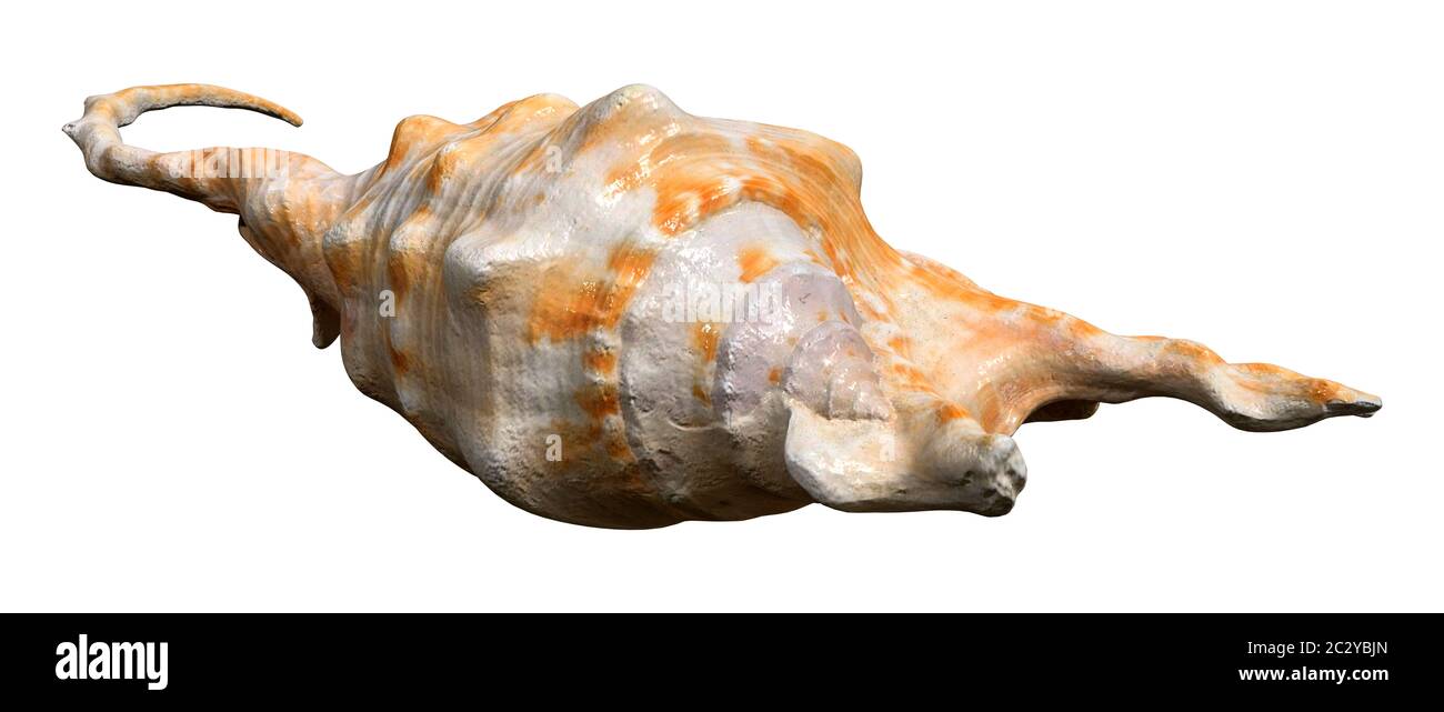 True conch hi-res stock photography and images - Alamy