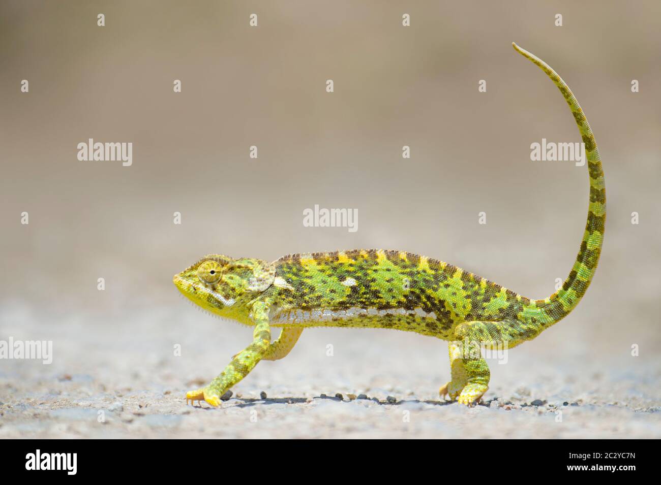 Close up of chameleon (Chamaeleo gracilis ssp. gracilis), Ngorongoro Conservation Area, Tanzania, Africa Stock Photo