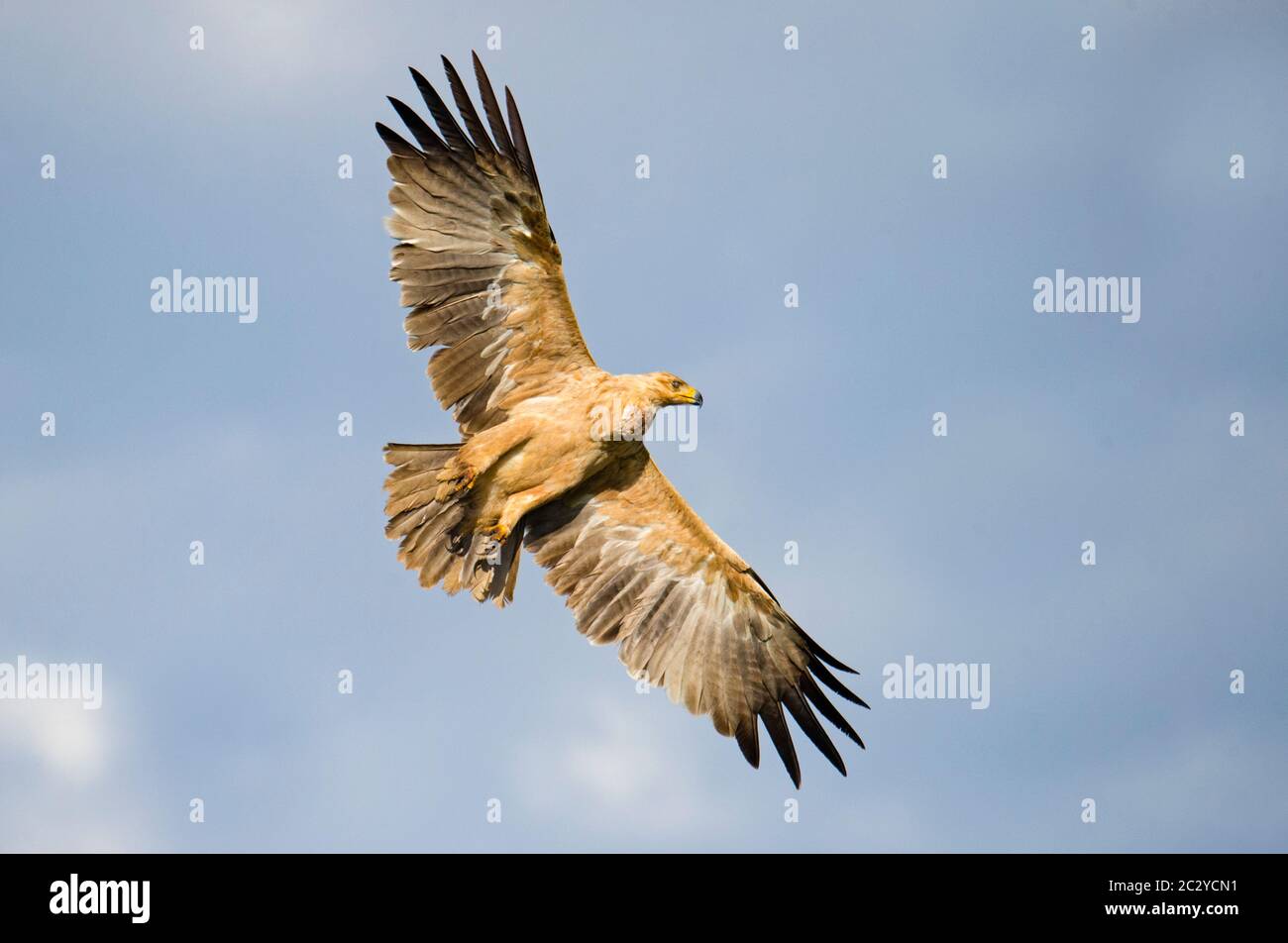 Tawny eagle (Aquila rapax) in flight, Ngorongoro Conservation Area, Tanzania, Africa Stock Photo