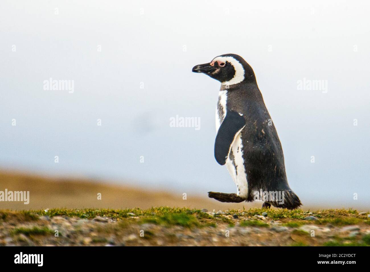 Magellanic penguin (Spheniscus magellanicus) walking in barren scenery, Patagonia, Chile, South America Stock Photo
