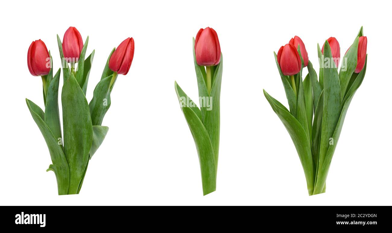 blooming red tulips with green leaves and stem isolated on white ...