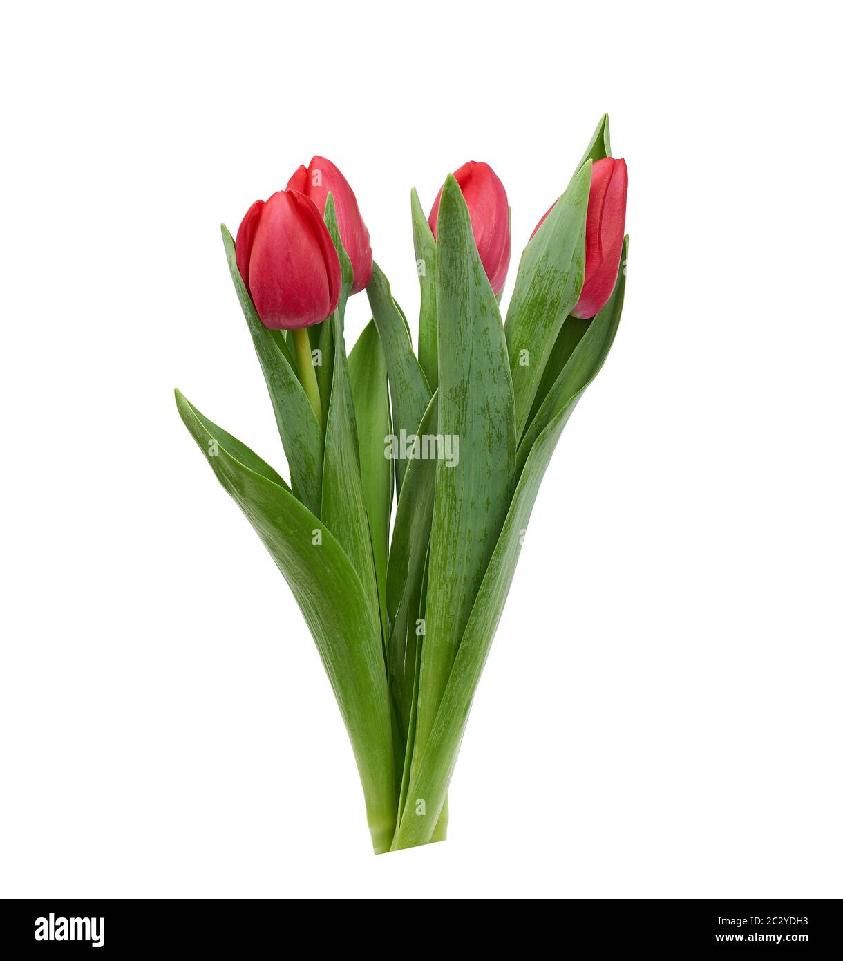 blooming red tulips with green leaves and stem isolated on white ...
