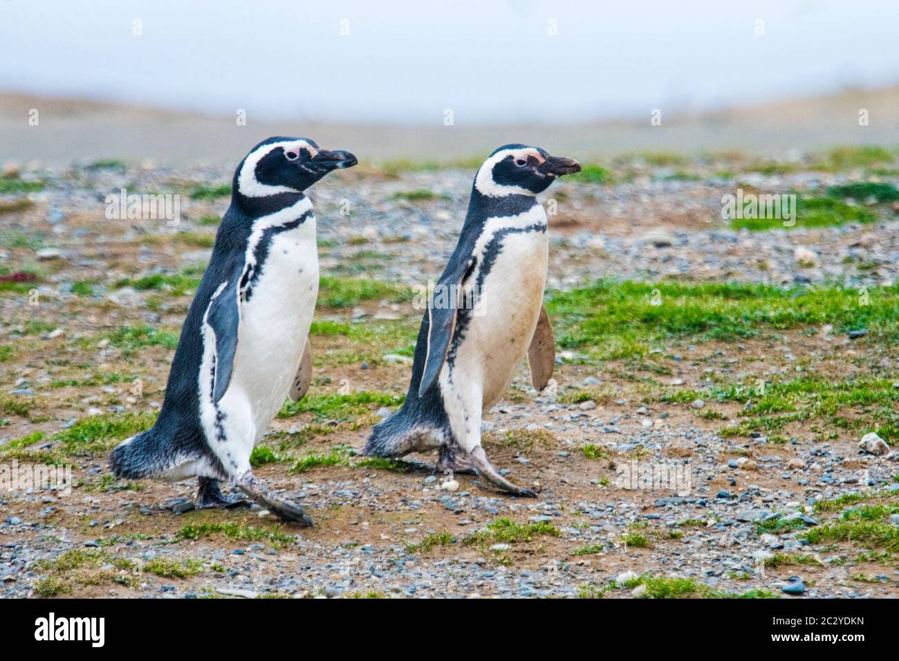 Magellanic penguin (Spheniscus magellanicus) couple walking in barren area, Patagonia, Chile, South America Stock Photo