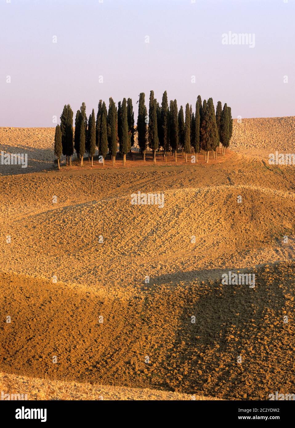 Cypress trees in field near San Quirico d'Orcia, Tuscany, Italy Stock Photo