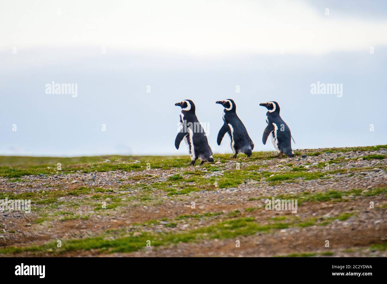 Magellanic penguins (Spheniscus magellanicus) in barren scenery, Patagonia, Chile, South America Stock Photo