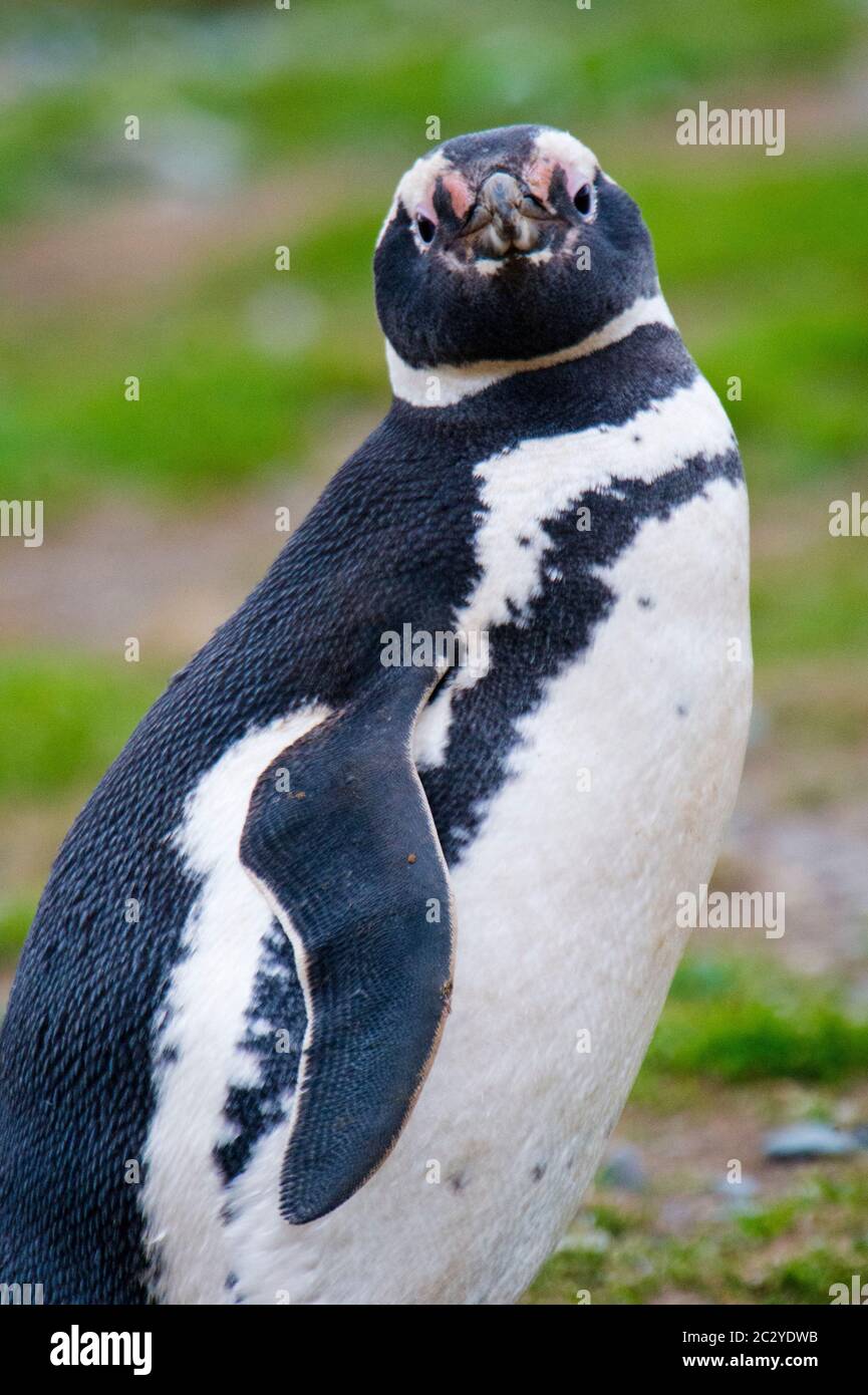 Magellanic penguin (Spheniscus magellanicus) looking at camera, Patagonia, Chile, South America Stock Photo