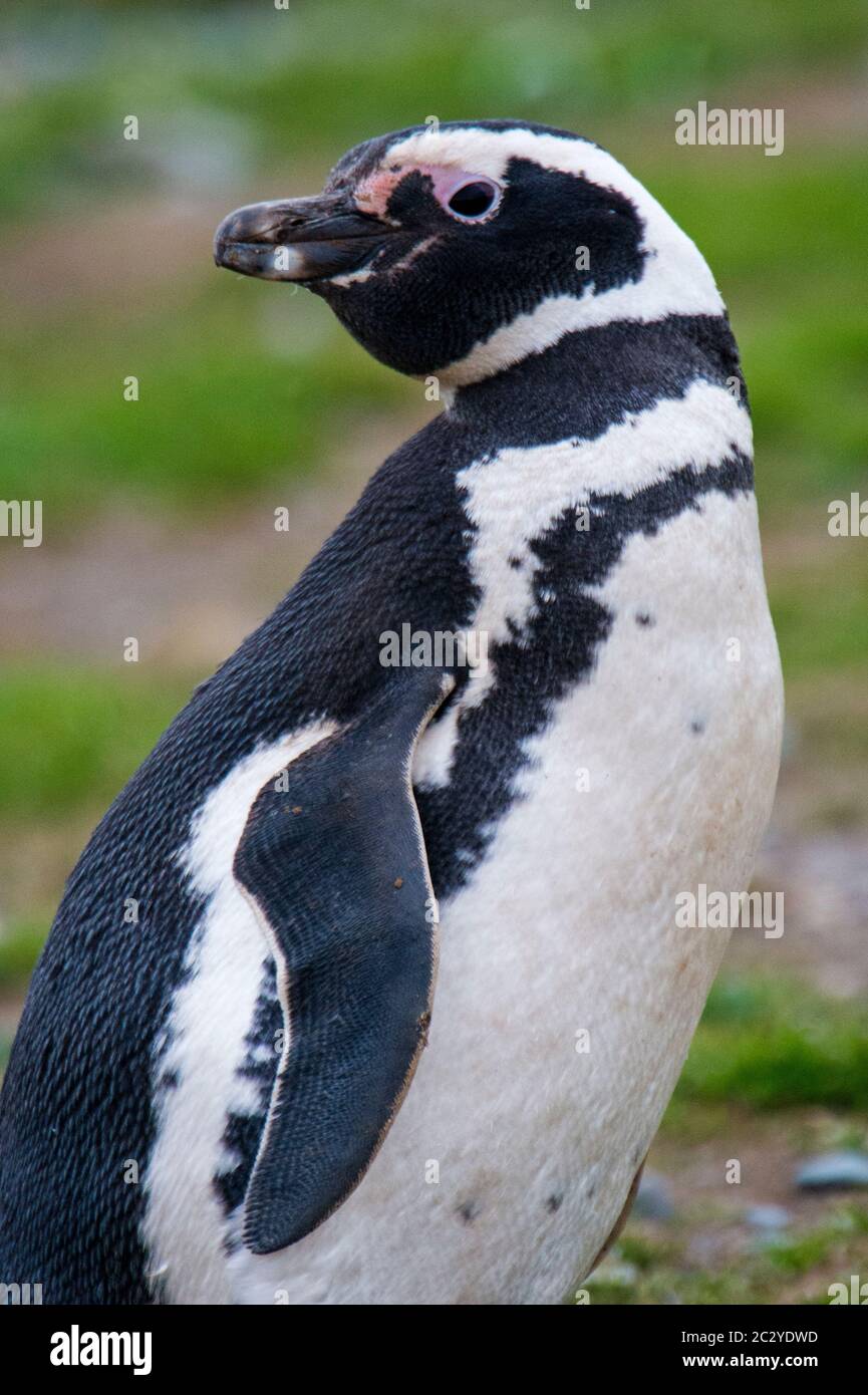 Magellanic penguin (Spheniscus magellanicus) profile view, Patagonia, Chile, South America Stock Photo