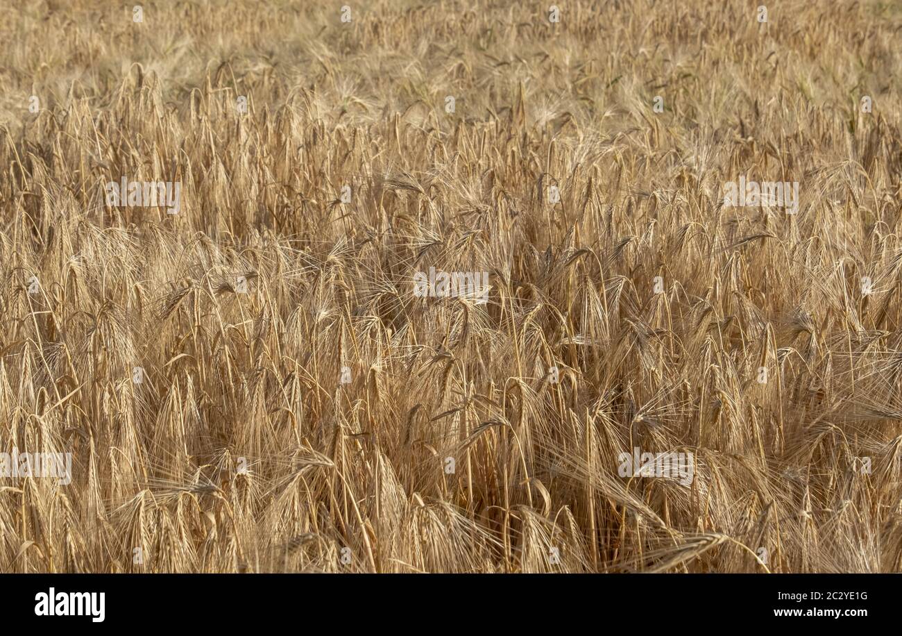 Barley field (Hordeum vulgare) Stock Photo