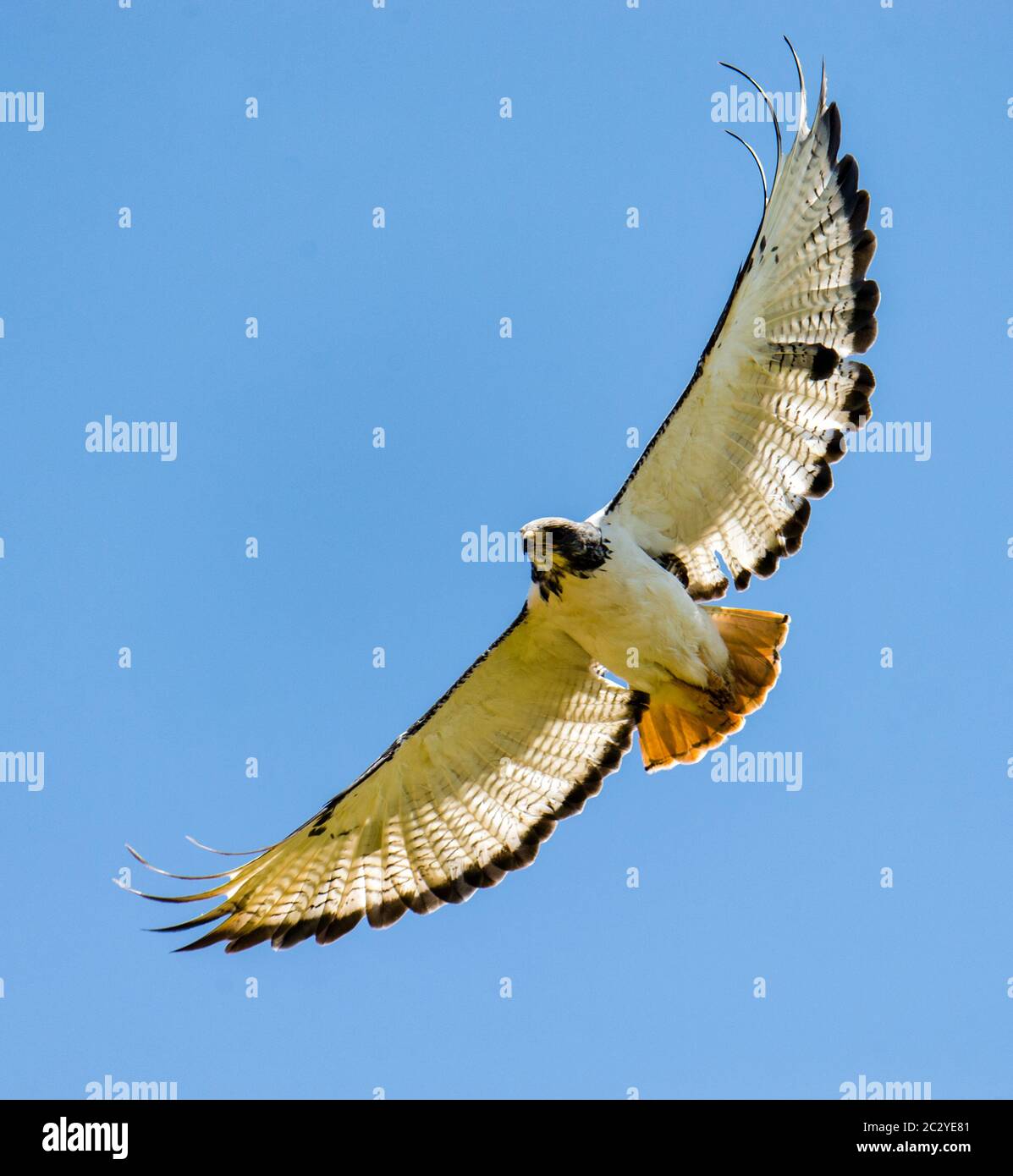Flying augur buzzard (Buteo augur) against blue sky, Ngorongoro Crater, Tanzania, Africa Stock Photo