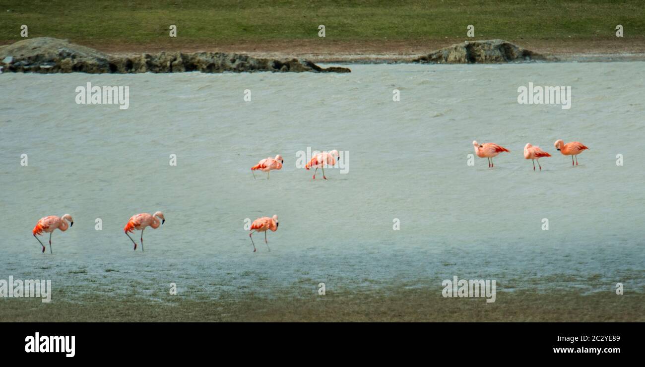 Chilean flamingos (Phoenicopterus chilensis) wading in river, Patagonia, Chile, South America Stock Photo