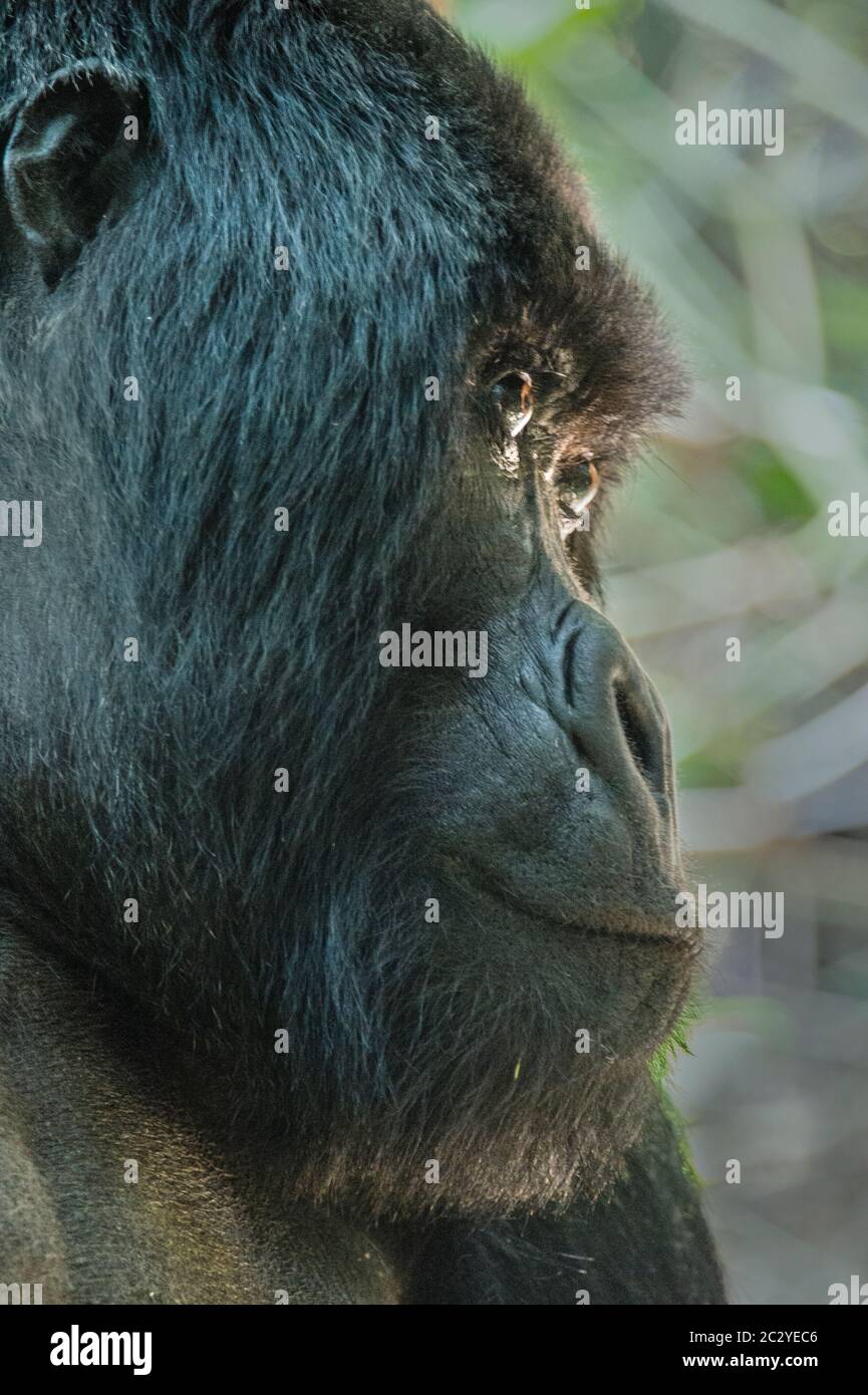 Close up of mountain gorilla (Gorilla beringei beringei) head profile, Rwanda, Africa Stock Photo