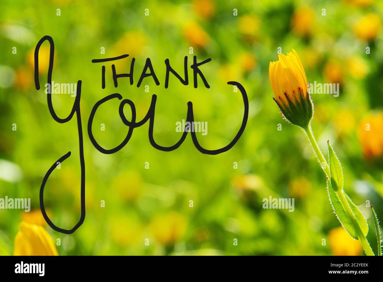 English Calligraphy Thank You. Beautiful Scene Of Yellow Spring Flower ...