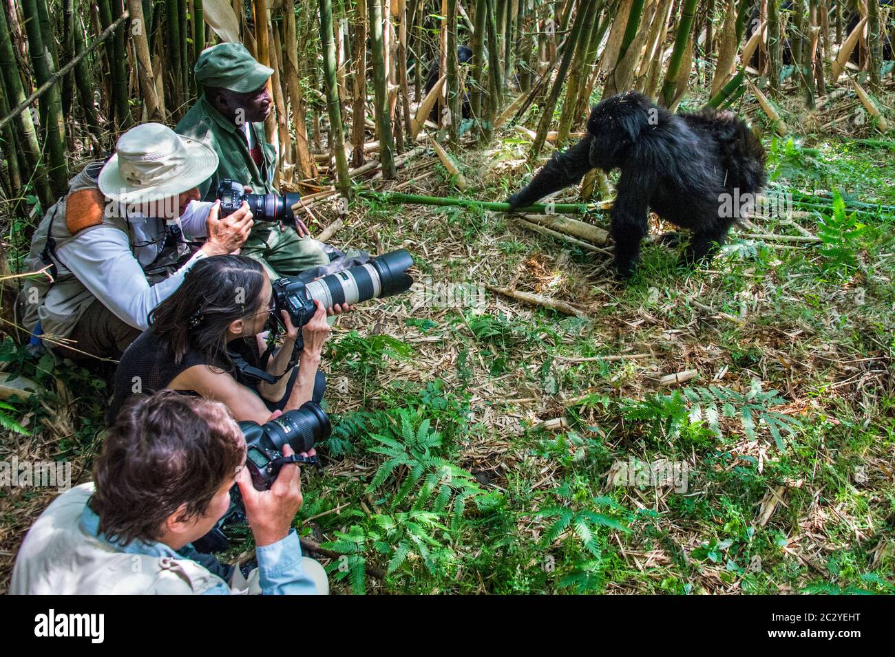 Photographers and mountain gorilla (Gorilla beringei beringei), Rwanda, Africa Stock Photo