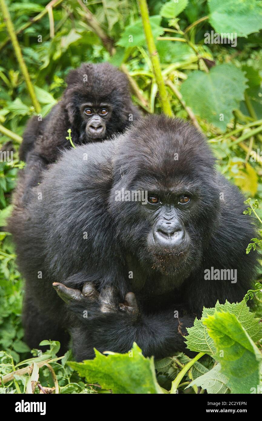 Mountain gorilla (Gorilla beringei beringei) family looking at camera, Rwanda, Africa Stock Photo