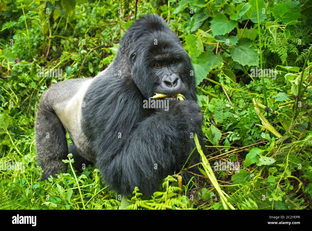 Mountain gorilla (Gorilla beringei beringei) eating plant, Rwanda, Africa Stock Photo