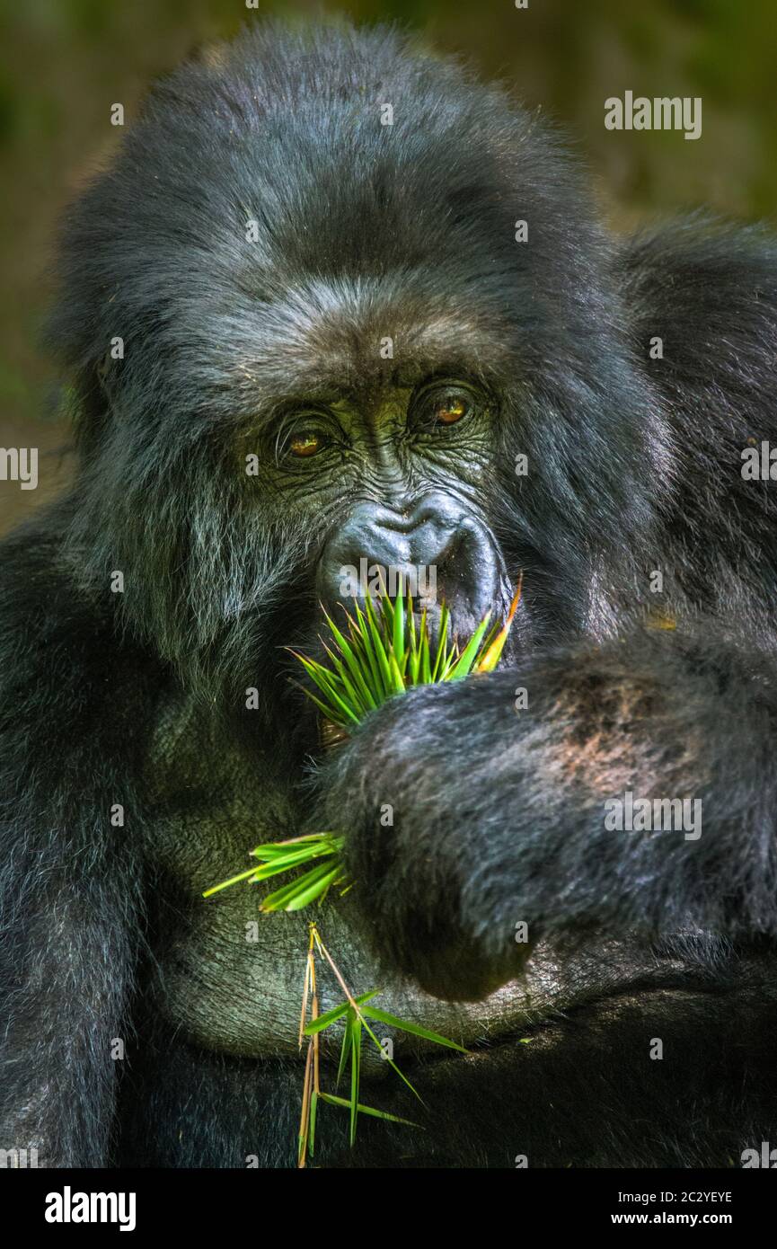 Mountain gorilla (Gorilla beringei beringei) portrait, Rwanda, Africa Stock Photo