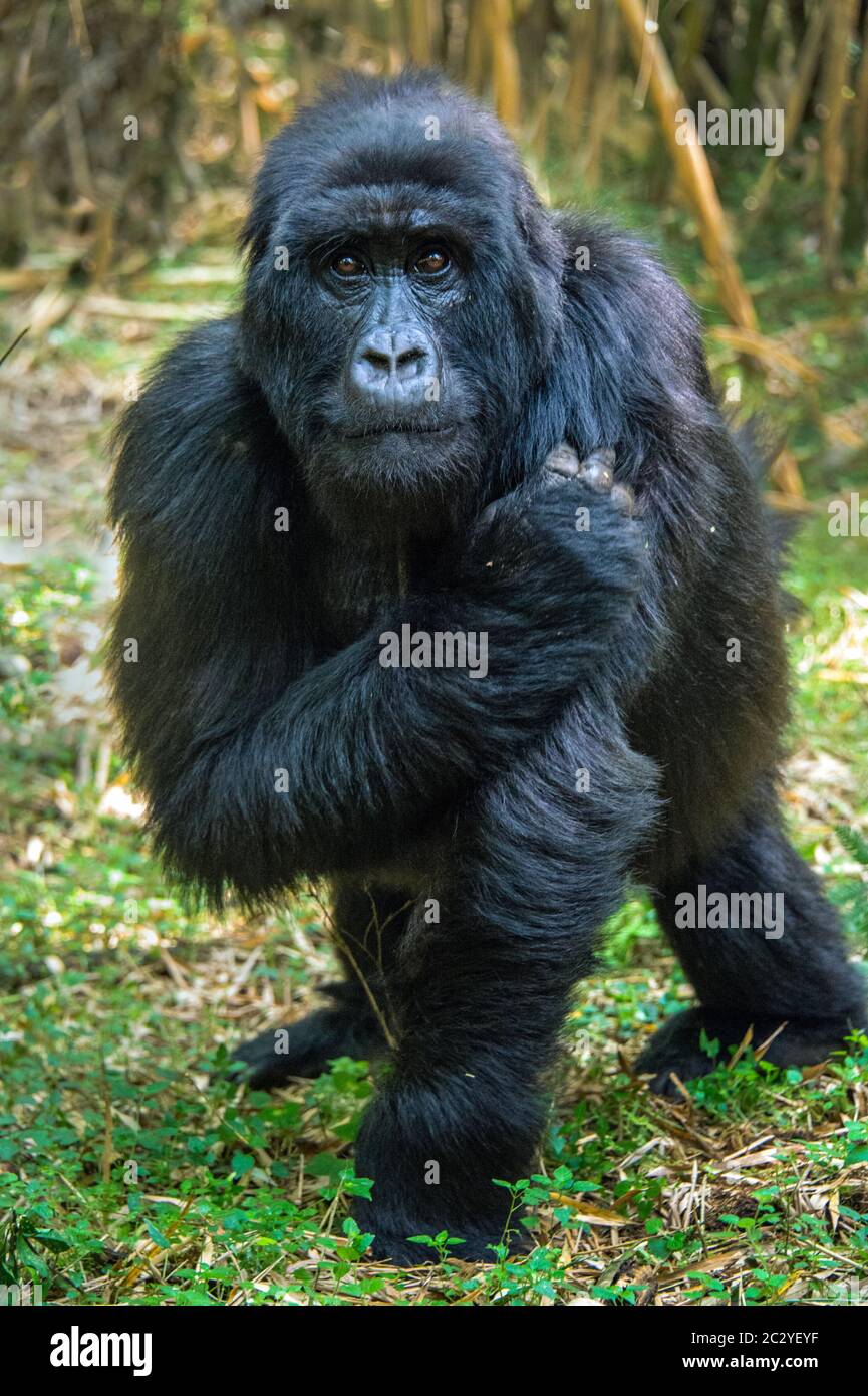 Mountain gorilla (Gorilla beringei beringei) looking at camera, Rwanda, Africa Stock Photo