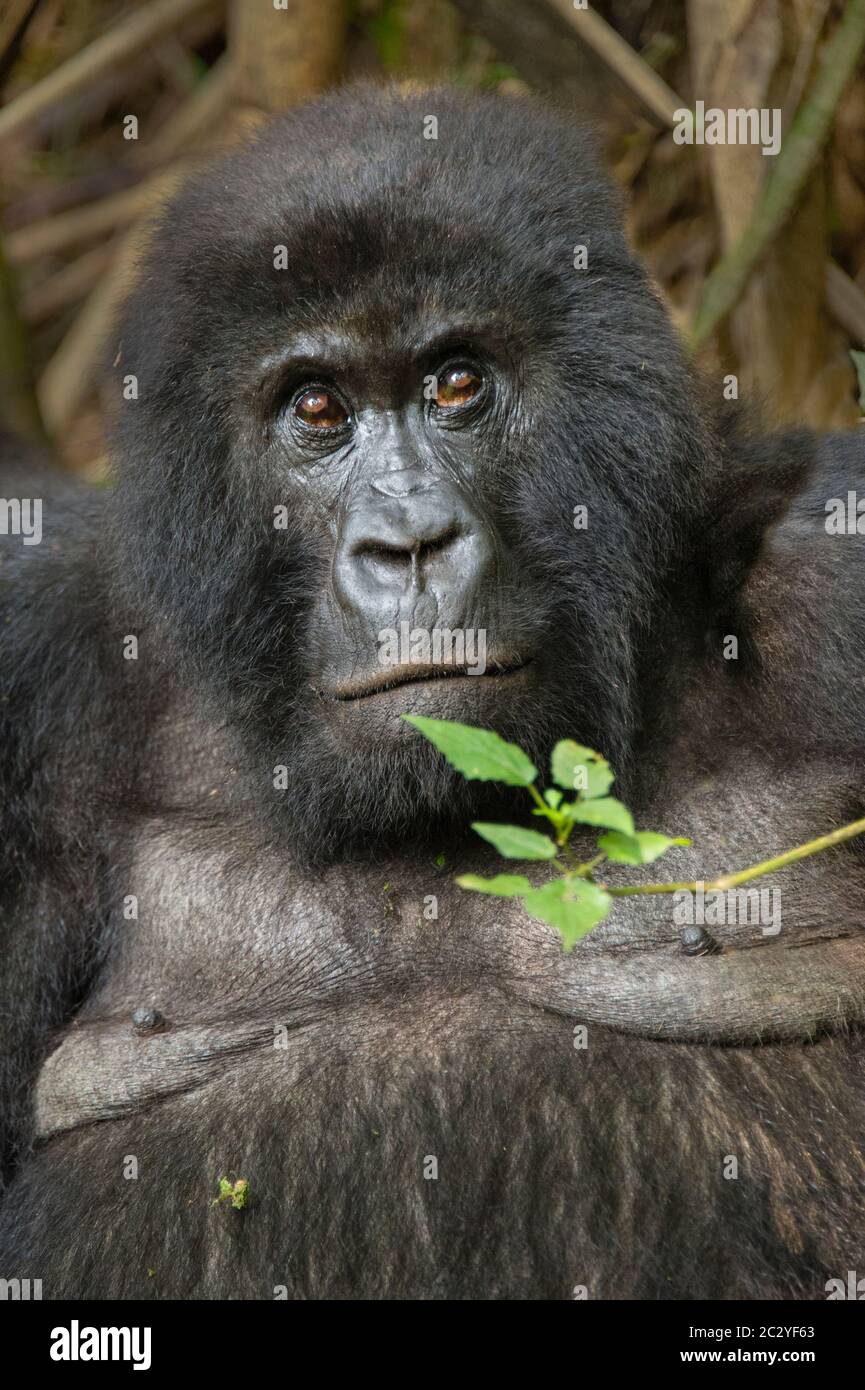 Mountain gorilla (Gorilla beringei beringei) looking at camera, Rwanda, Africa Stock Photo