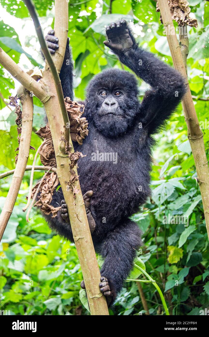 Mountain gorilla (Gorilla beringei beringei) climbing in rainforest, Rwanda, Africa Stock Photo