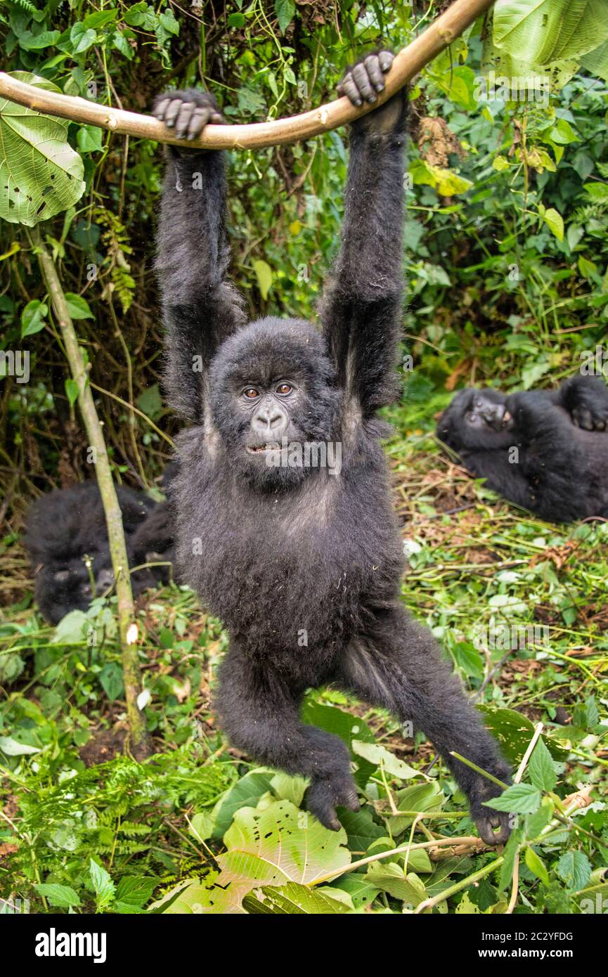 Mountain gorilla (Gorilla beringei beringei) hanging on branch, Rwanda, Africa Stock Photo