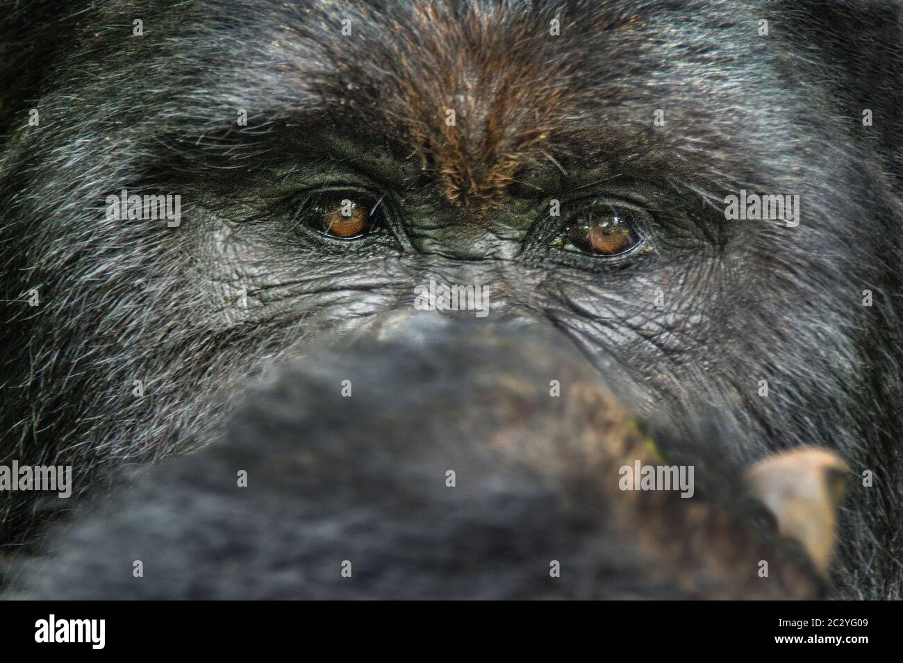 Close up portrait of mountain gorilla (Gorilla beringei beringei), Rwanda, Africa Stock Photo